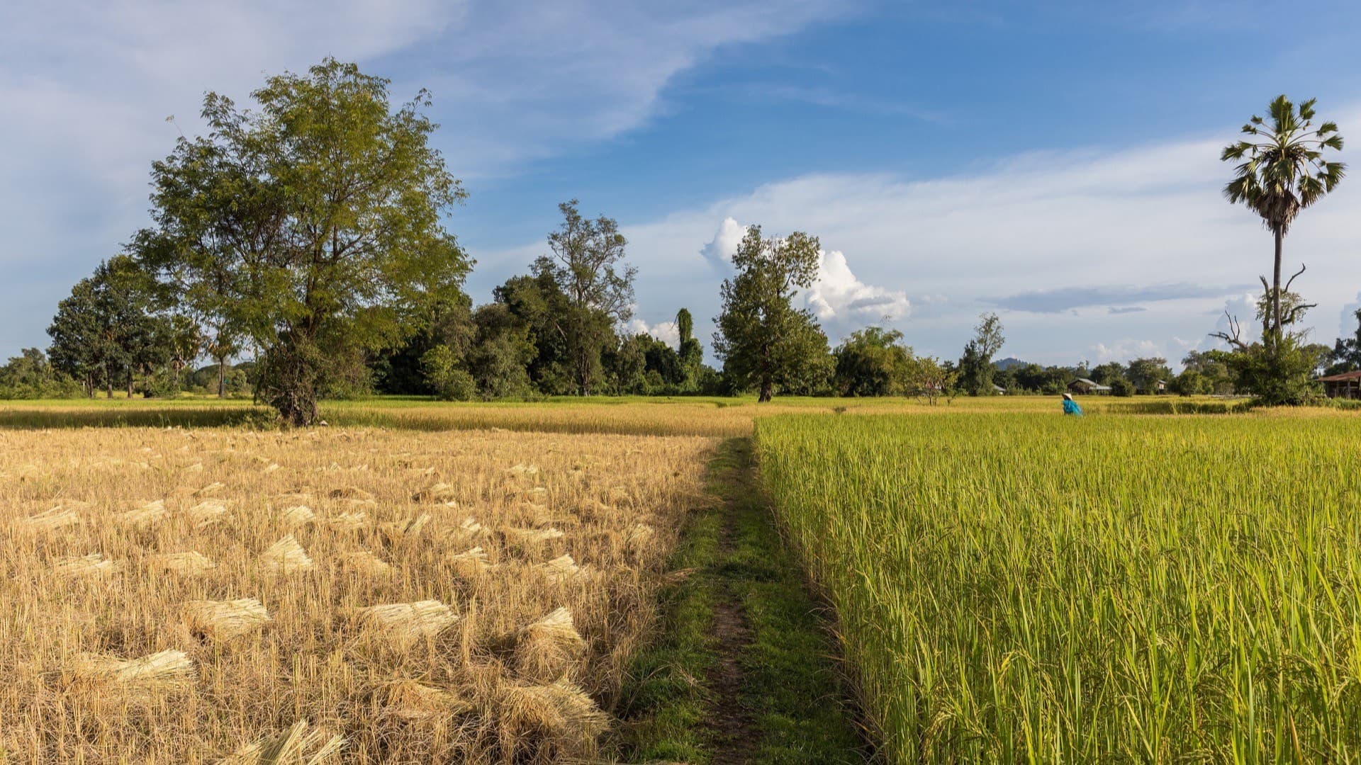 Rice fields